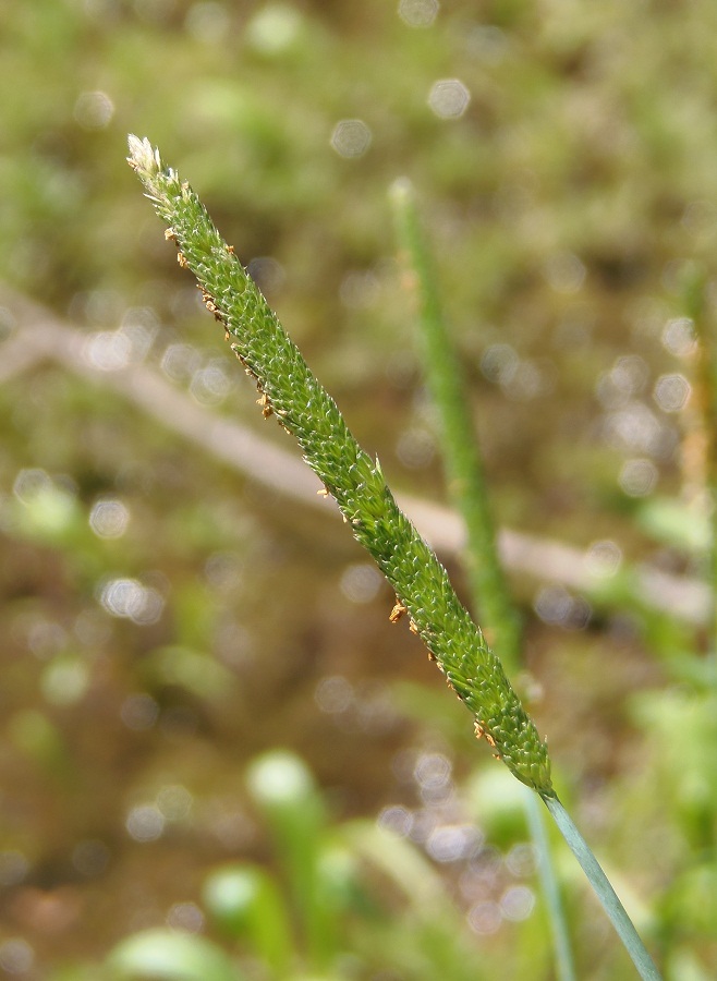 Image of Alopecurus aequalis specimen.