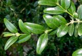 Buxus colchica