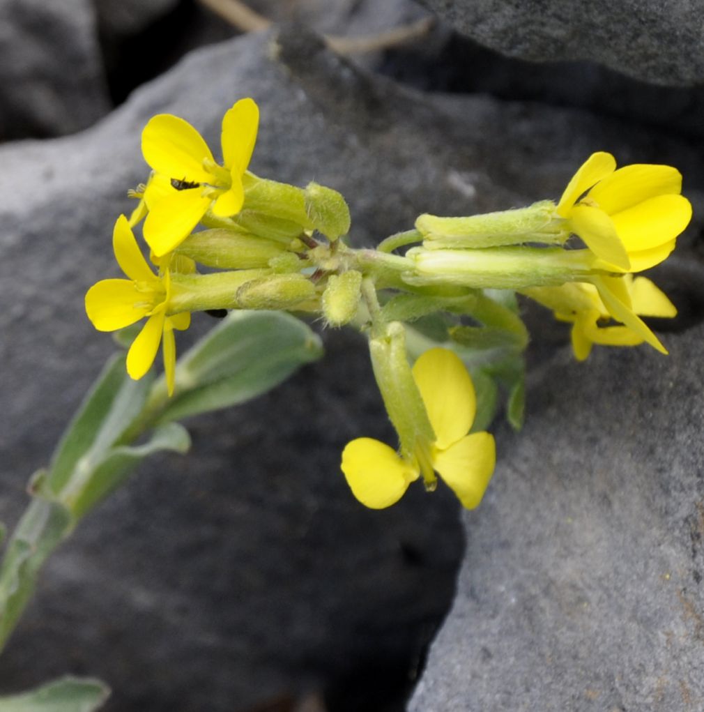 Image of familia Brassicaceae specimen.