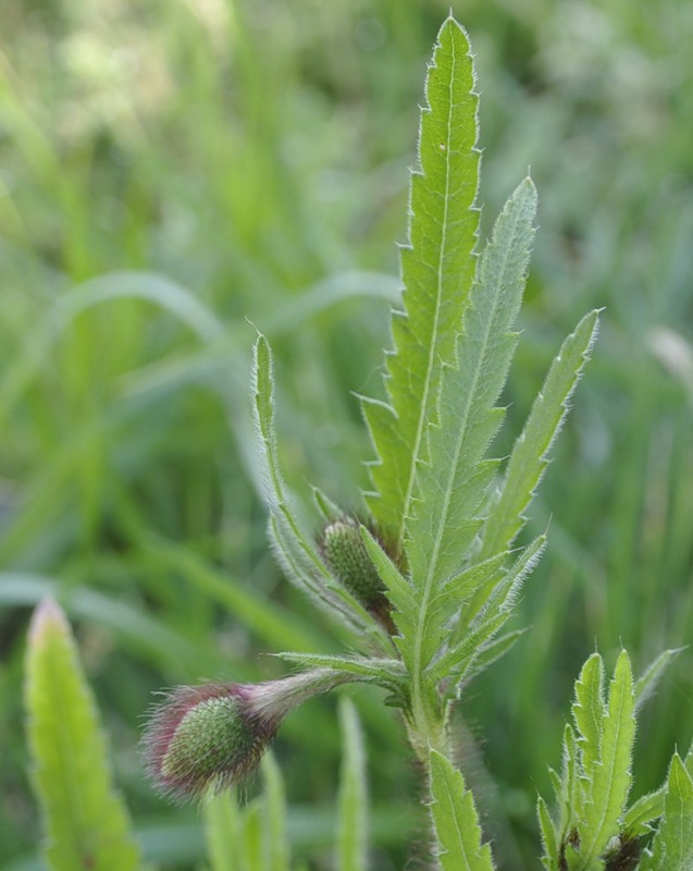 Image of Papaver rhoeas specimen.