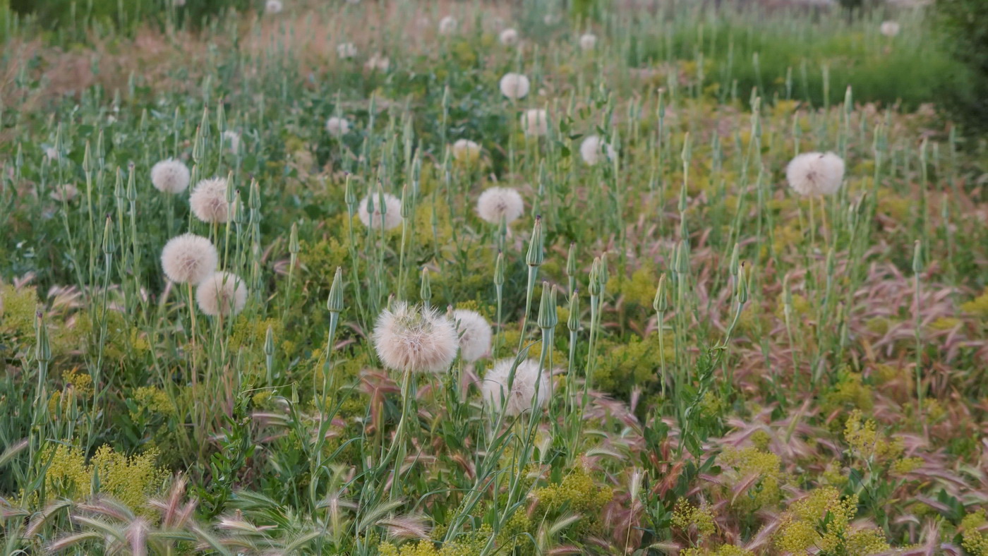 Изображение особи род Tragopogon.