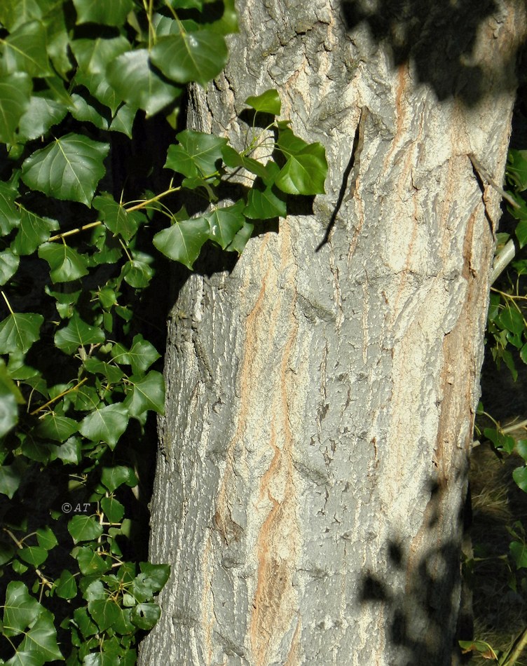 Image of Populus nigra specimen.