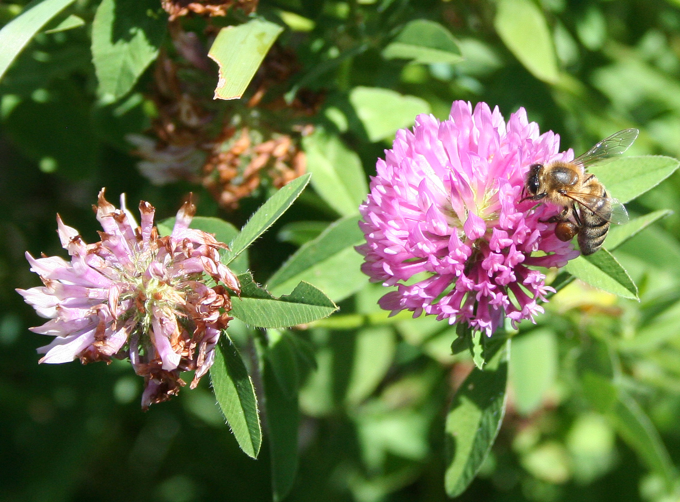 Image of Trifolium pratense specimen.