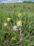 Astragalus dasyanthus