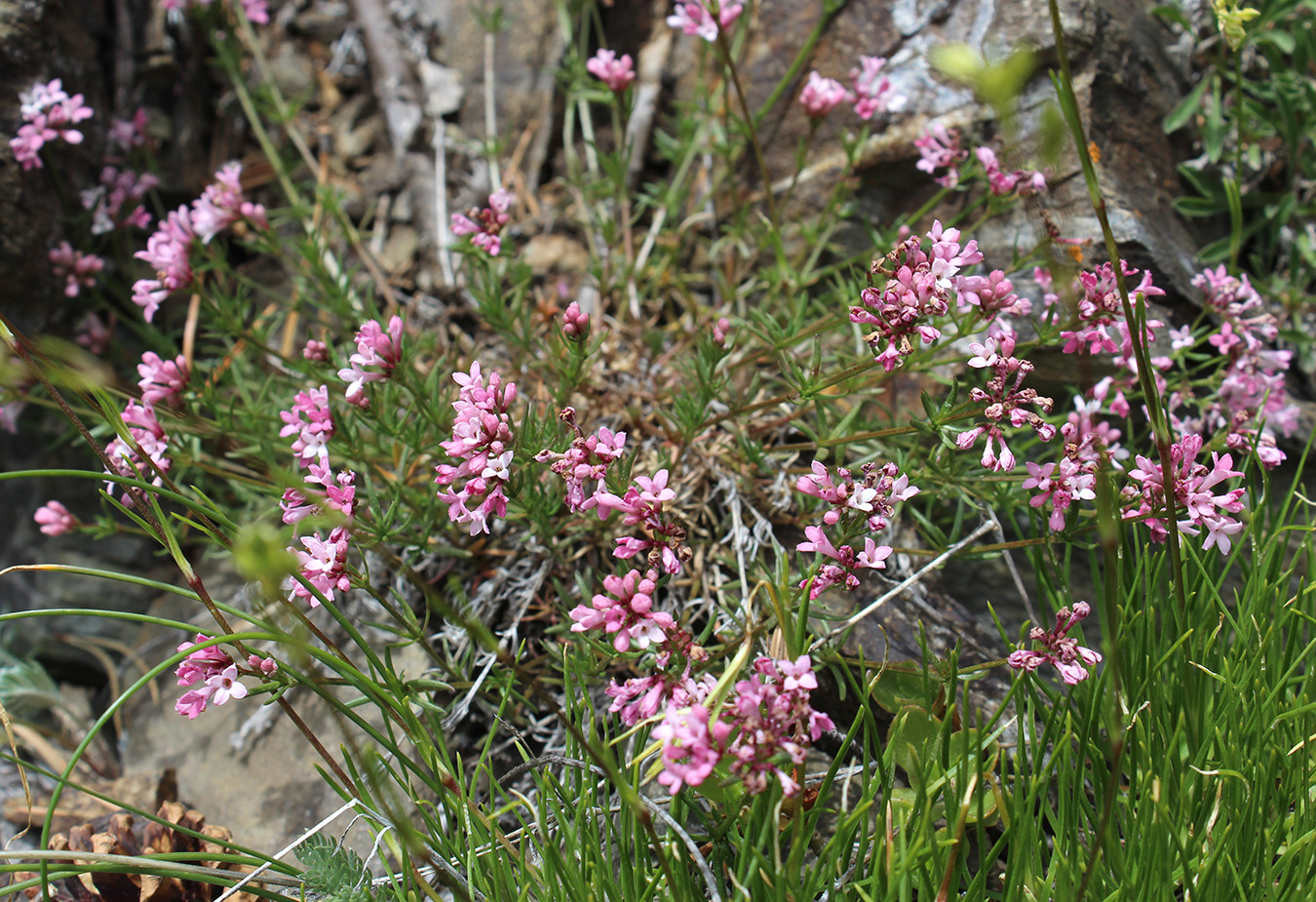 Image of Asperula cristata specimen.