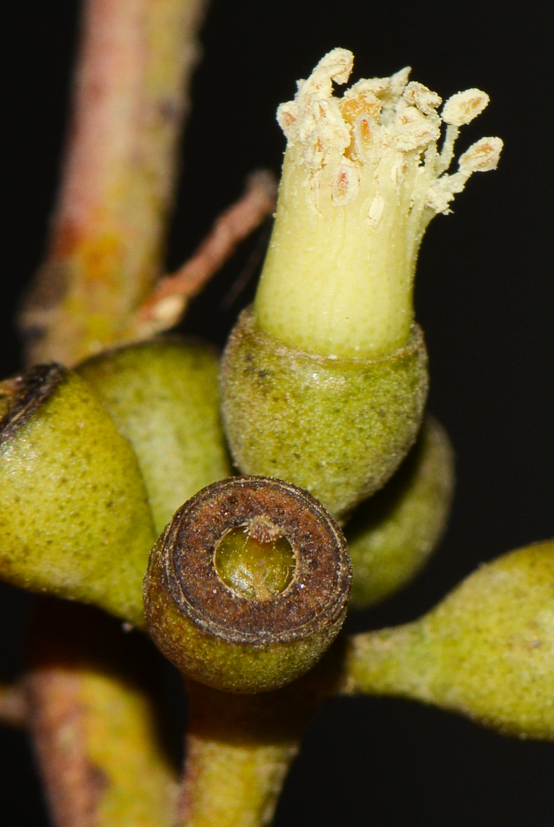 Image of Eucalyptus spathulata specimen.