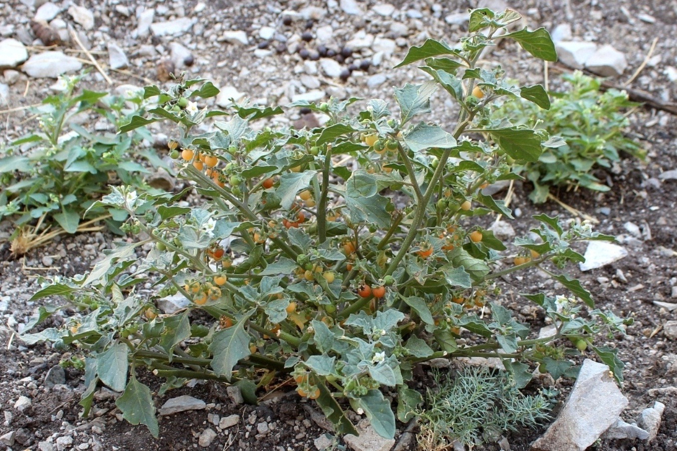 Image of Solanum olgae specimen.