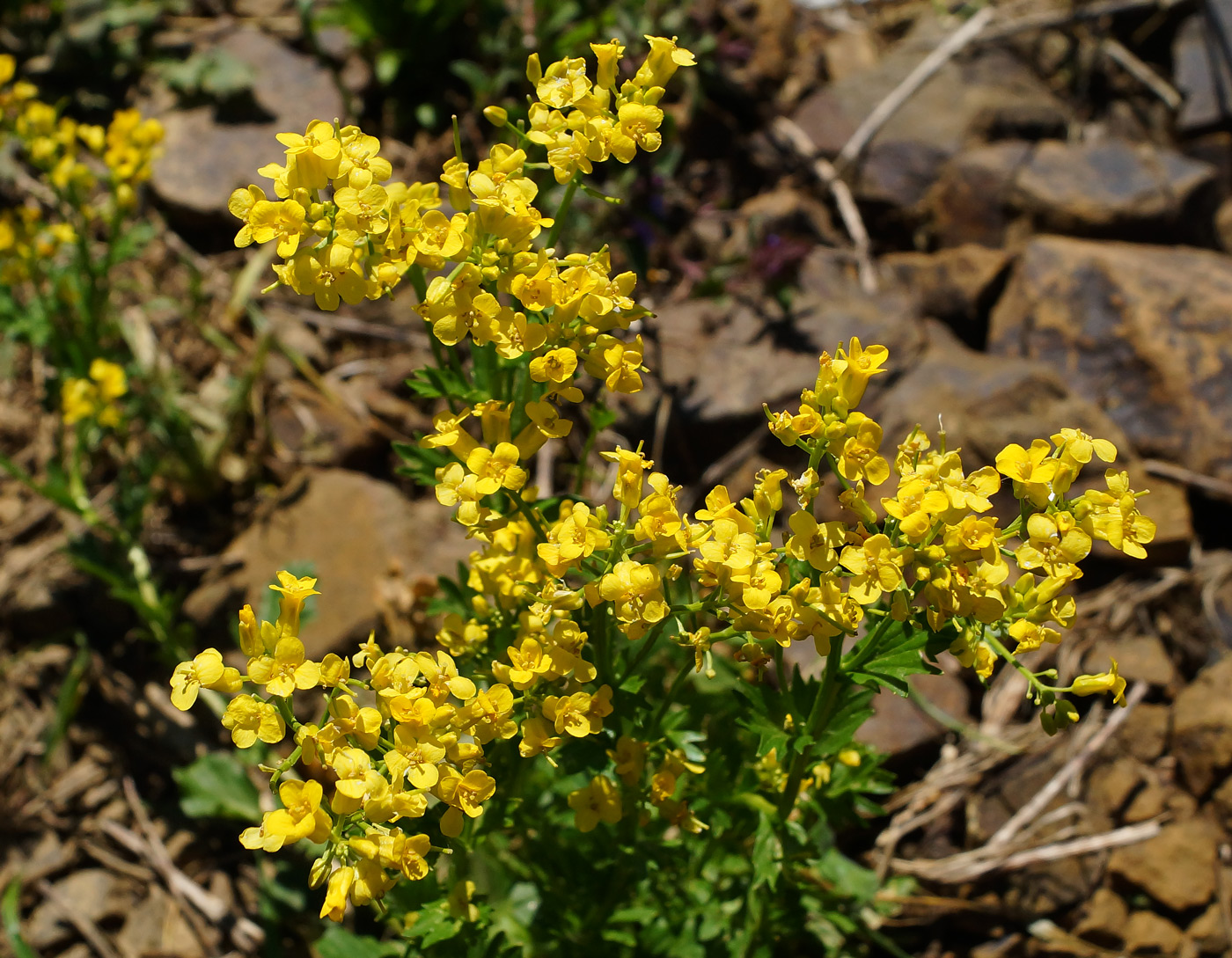 Image of Barbarea vulgaris specimen.