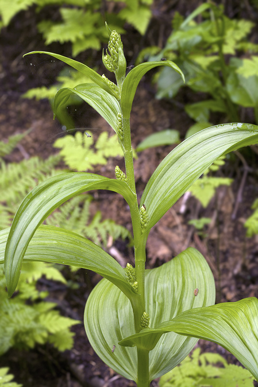 Изображение особи Veratrum alpestre.