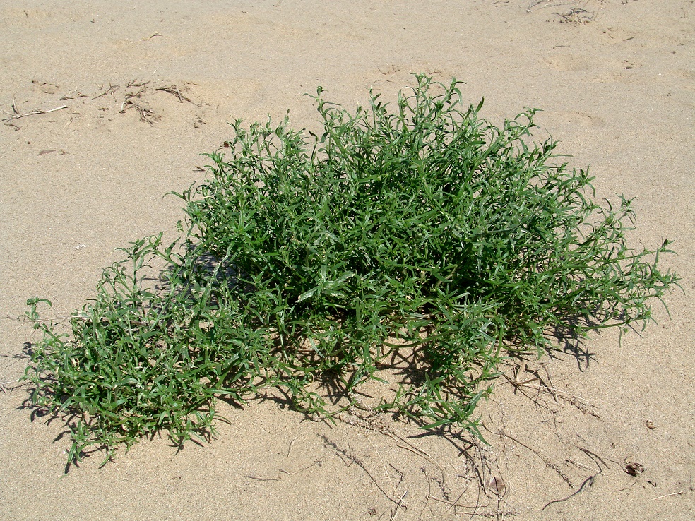 Image of genus Corispermum specimen.