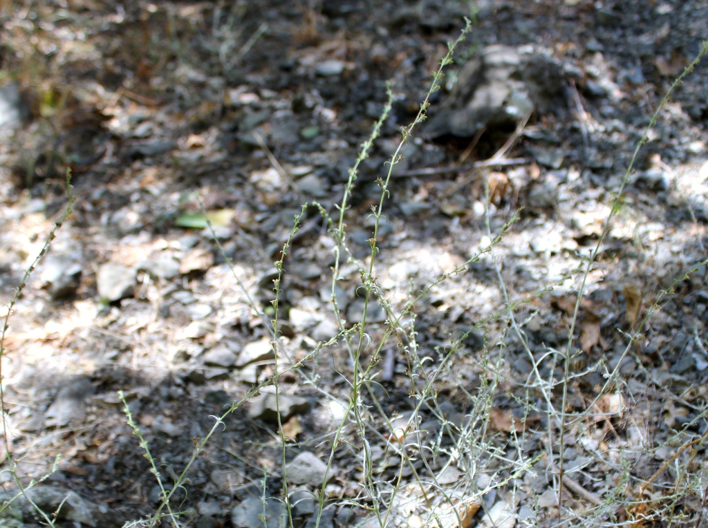 Image of Leptorhabdos parviflora specimen.