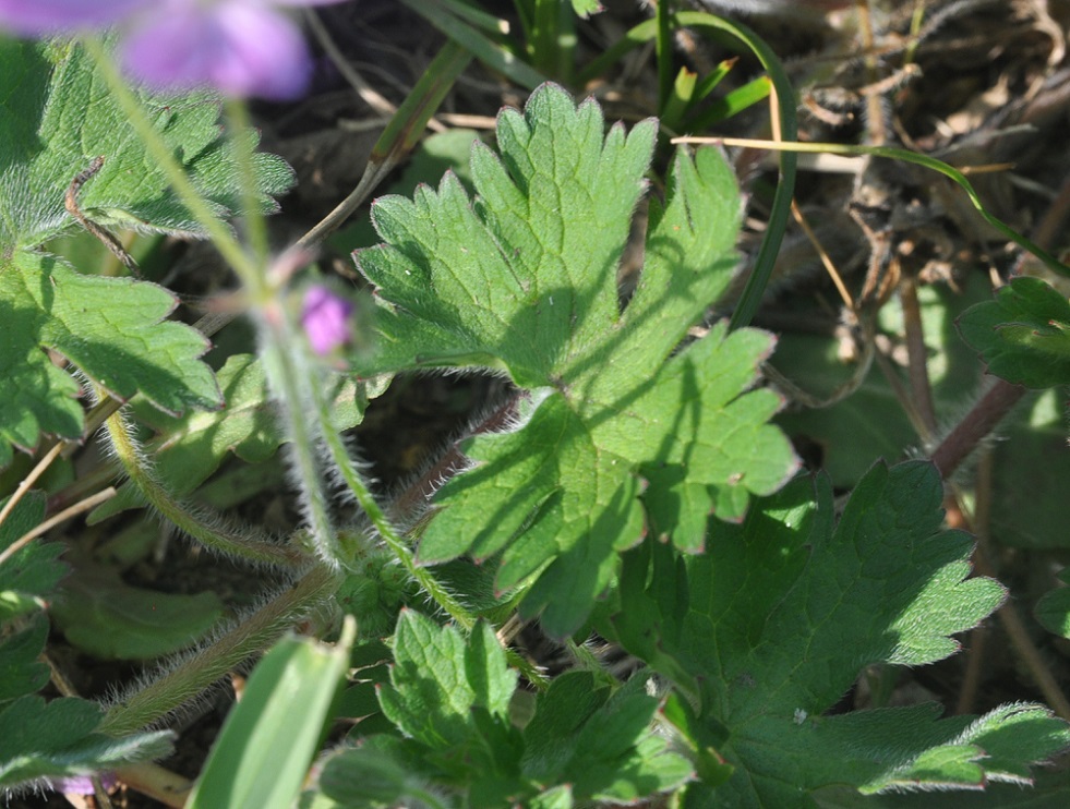 Изображение особи Geranium albanum.