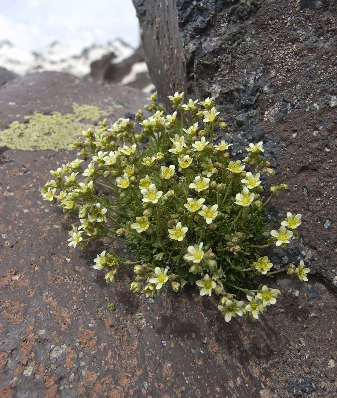 Image of Saxifraga exarata specimen.