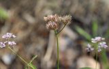 Torilis trichosperma. Верхушка побега с соплодием. Израиль, предгорья Иудеи, опушка сосняка. 16.03.2018.