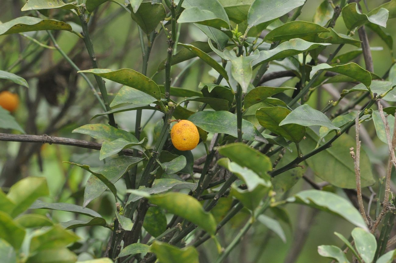 Image of Citrus reticulata specimen.