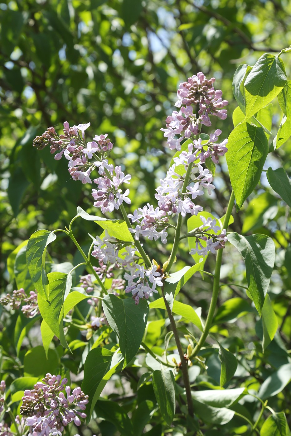 Image of Syringa vulgaris specimen.