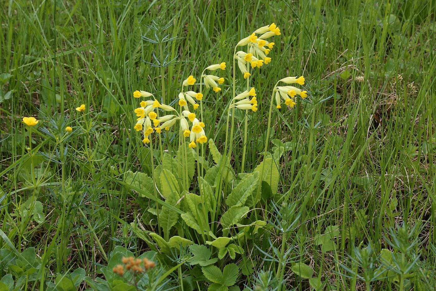 Image of Primula veris specimen.