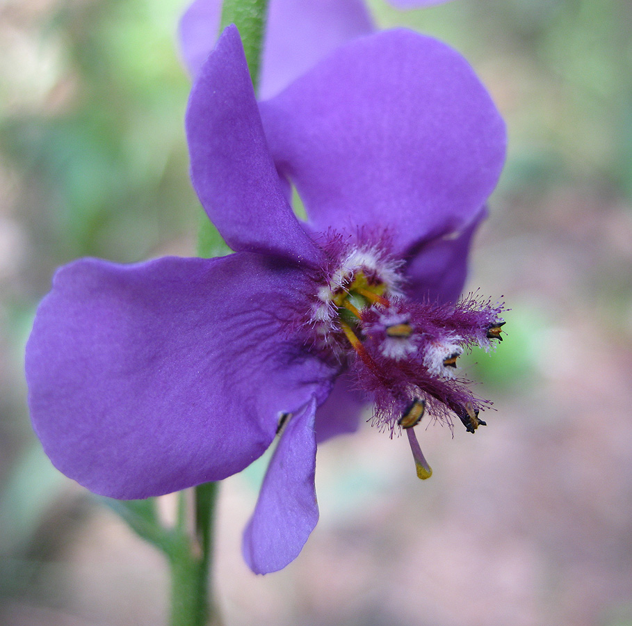 Image of Verbascum phoeniceum specimen.