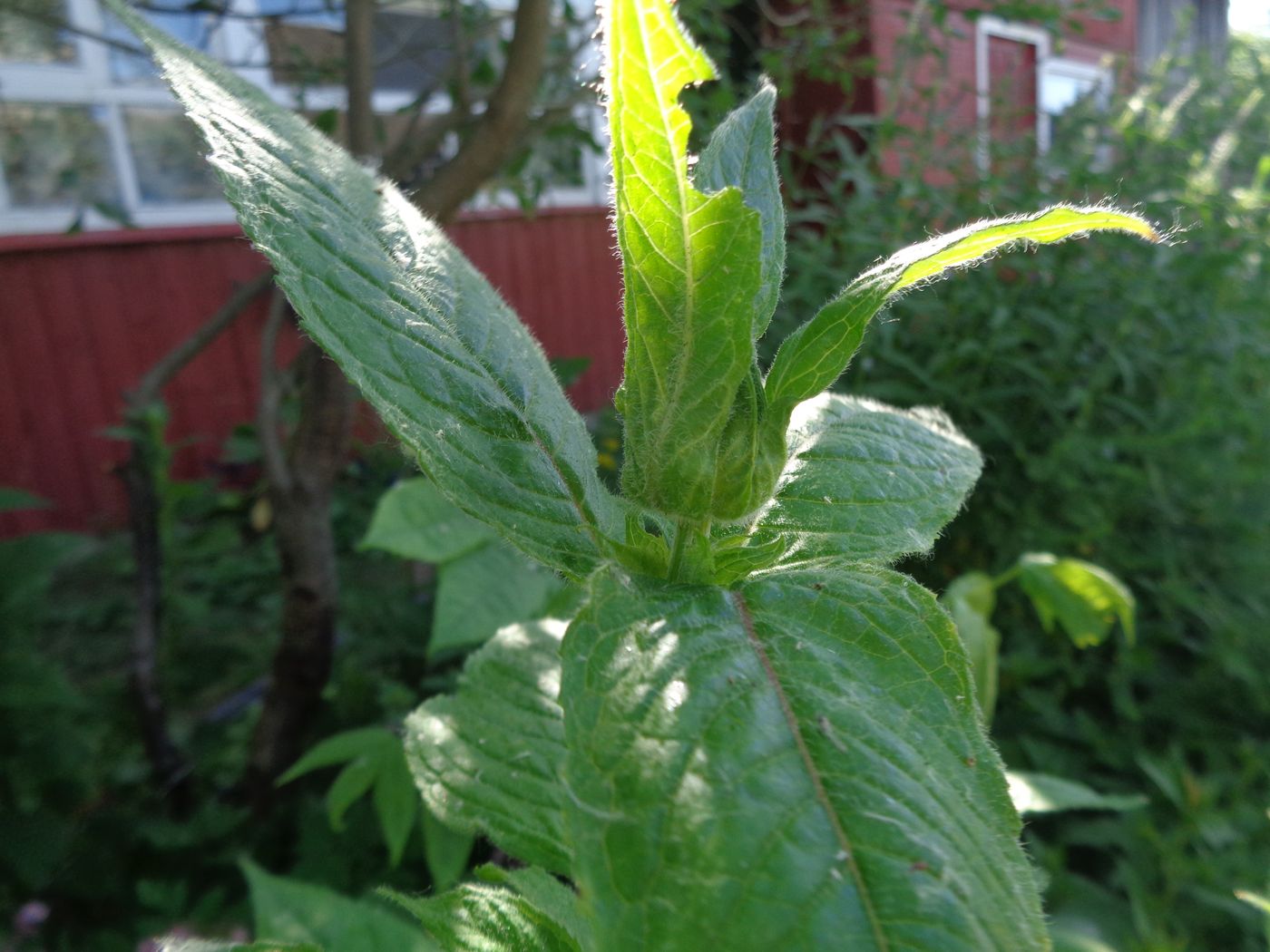 Image of Monarda didyma specimen.