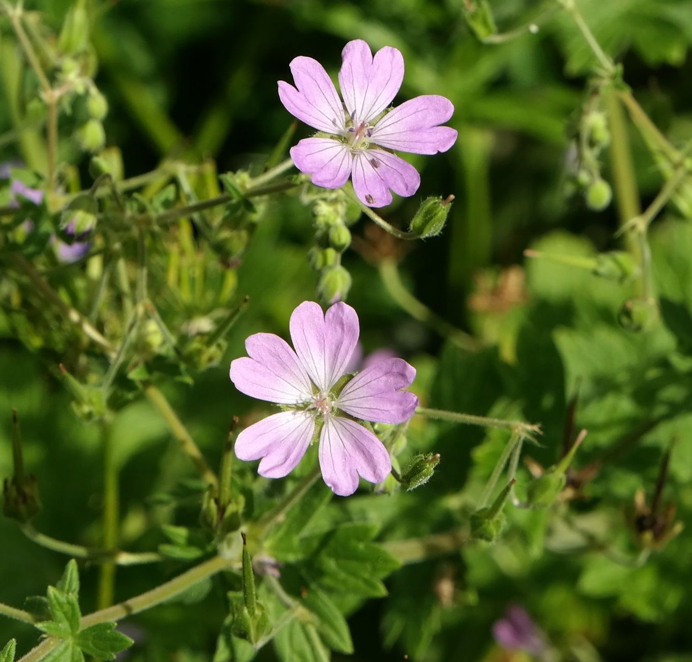 Image of Geranium pyrenaicum specimen.