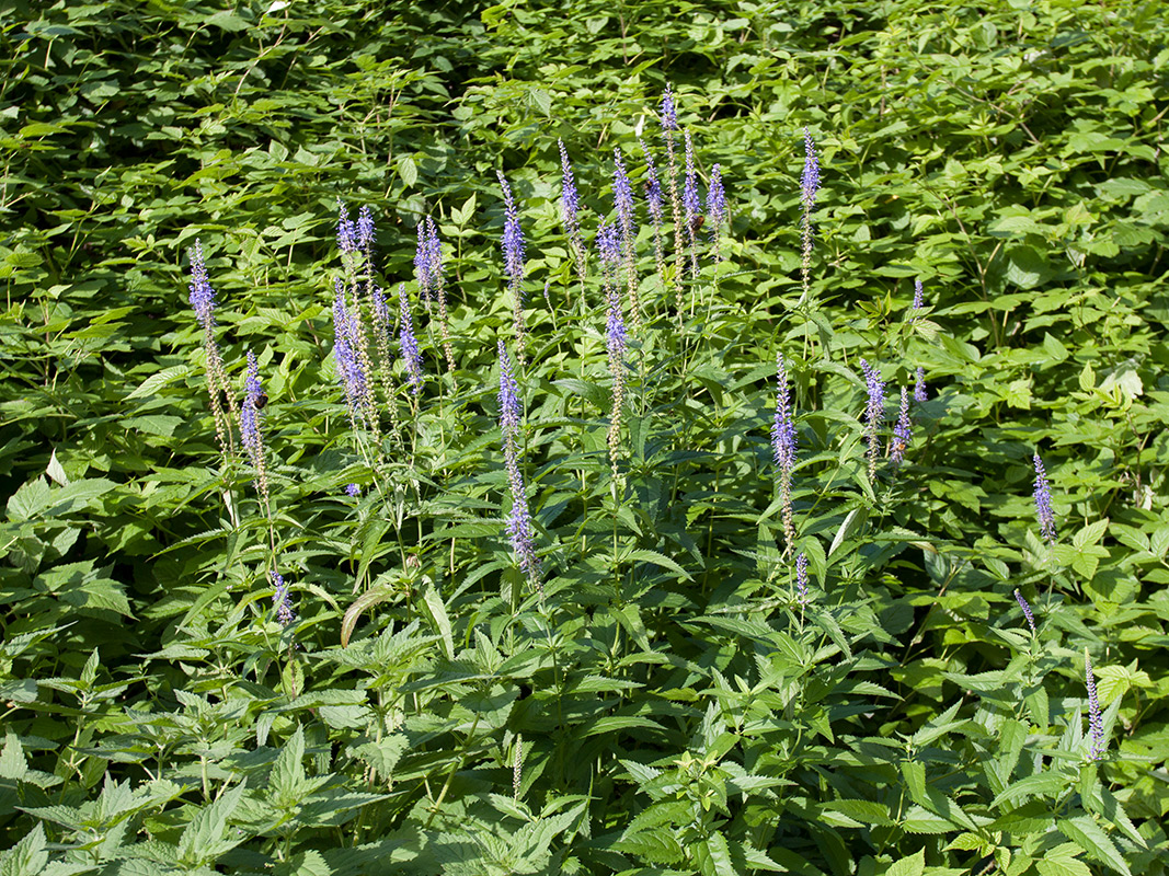 Image of Veronica longifolia specimen.