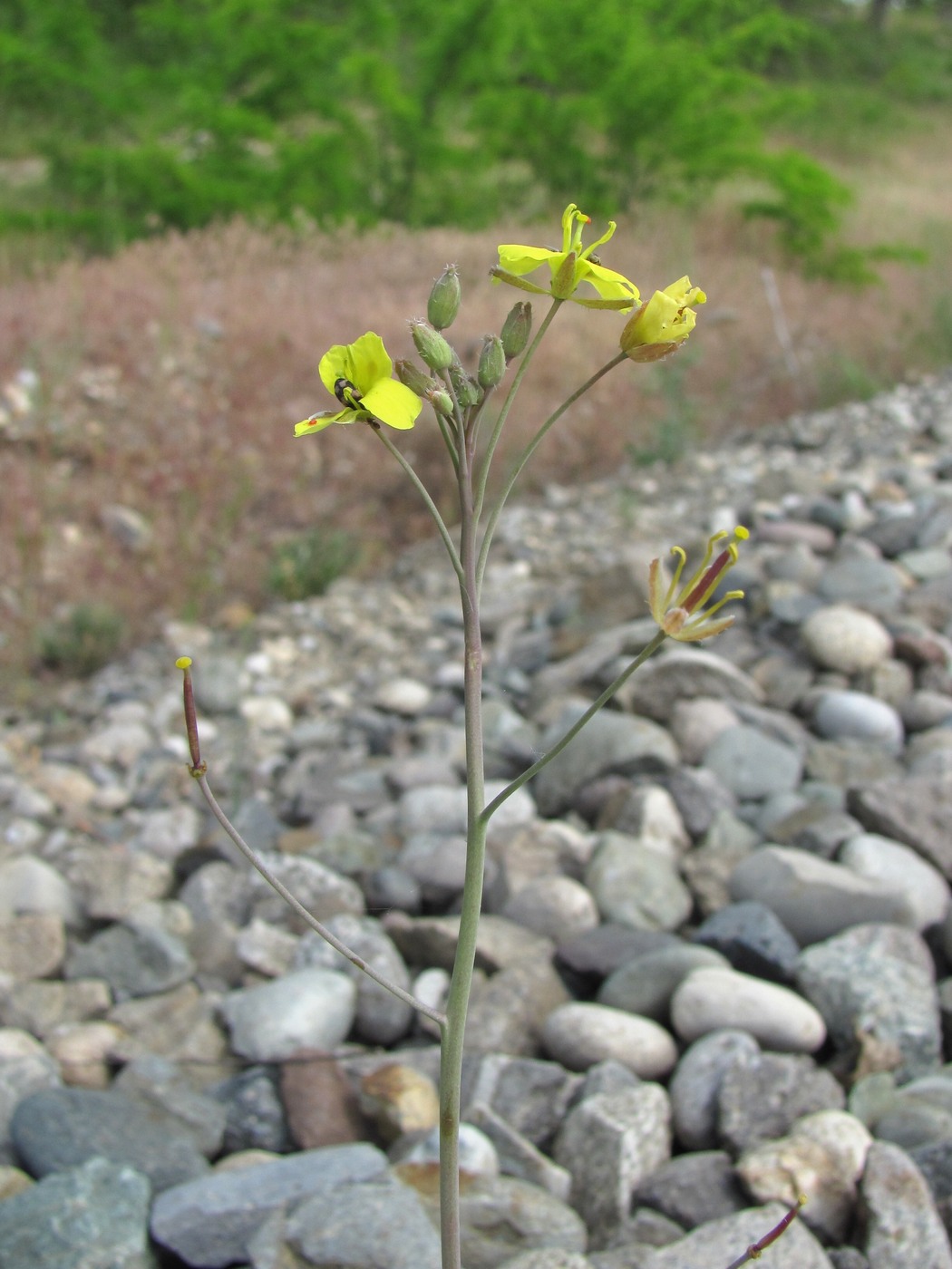 Image of Diplotaxis tenuifolia specimen.