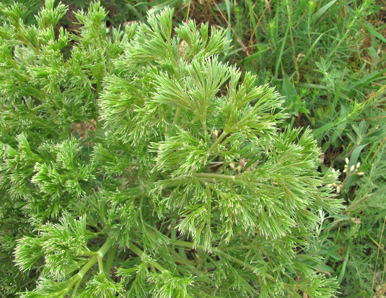 Image of familia Apiaceae specimen.