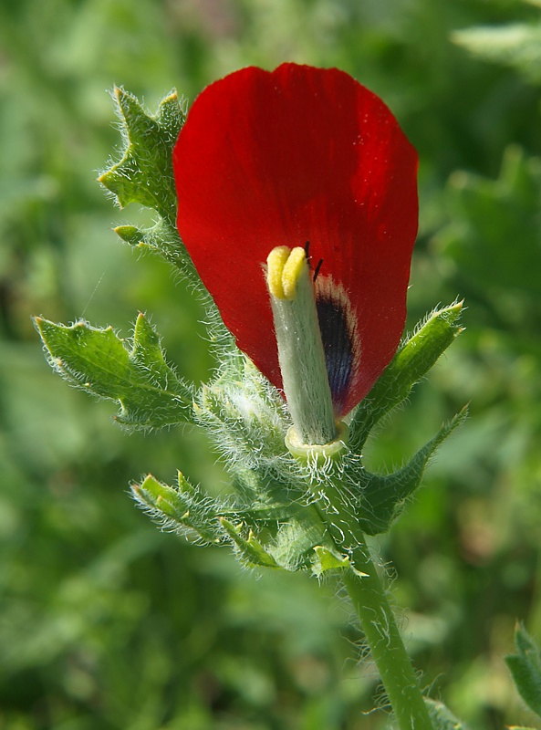 Image of Glaucium corniculatum specimen.