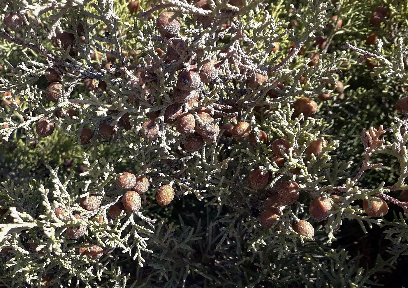 Изображение особи Juniperus phoenicea.