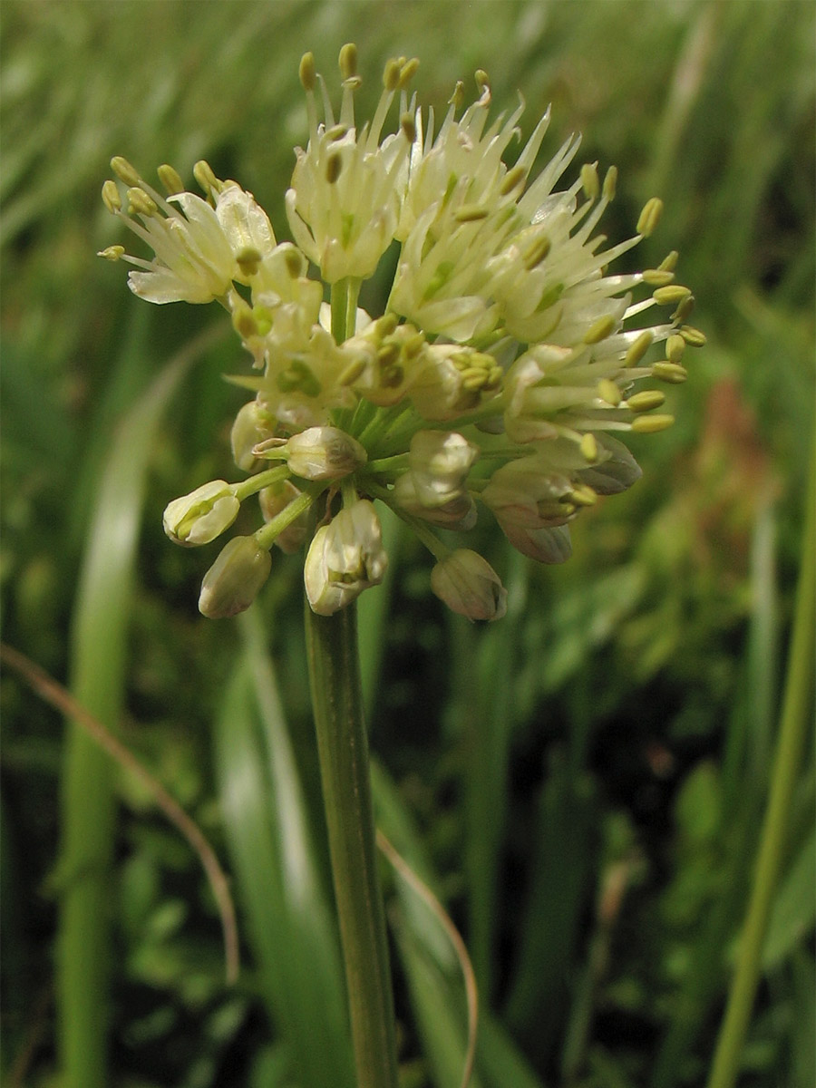 Image of Allium victorialis specimen.