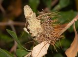 Banksia integrifolia. Соплодие с остатками сухих цветков. Израиль, Иудейские горы, г. Иерусалим, ботанический сад университета, в культуре. 11.04.2018.