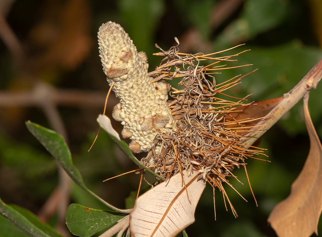 Image of Banksia integrifolia specimen.