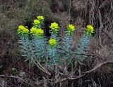 Euphorbia rigida. Цветущее растение. Турция, национальный парк Олимпос-Бейдаглары, окр. бухты Адрасан, сухой каменистый склон, заросли кустарников. 03.01.2019.