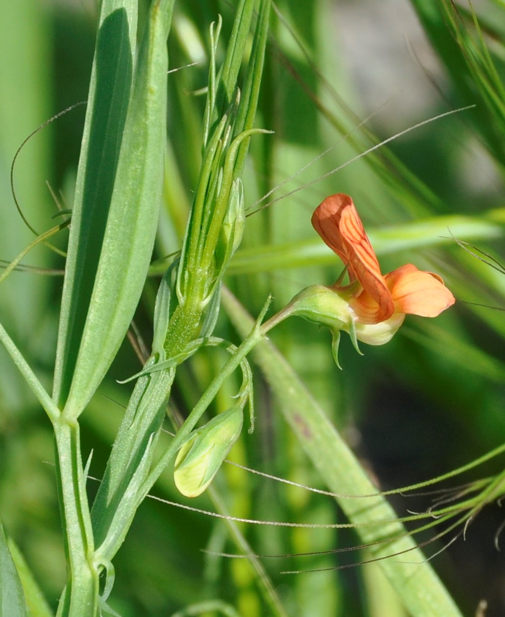 Image of Lathyrus annuus specimen.