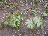 Смотреть изображение Podophyllum peltatum