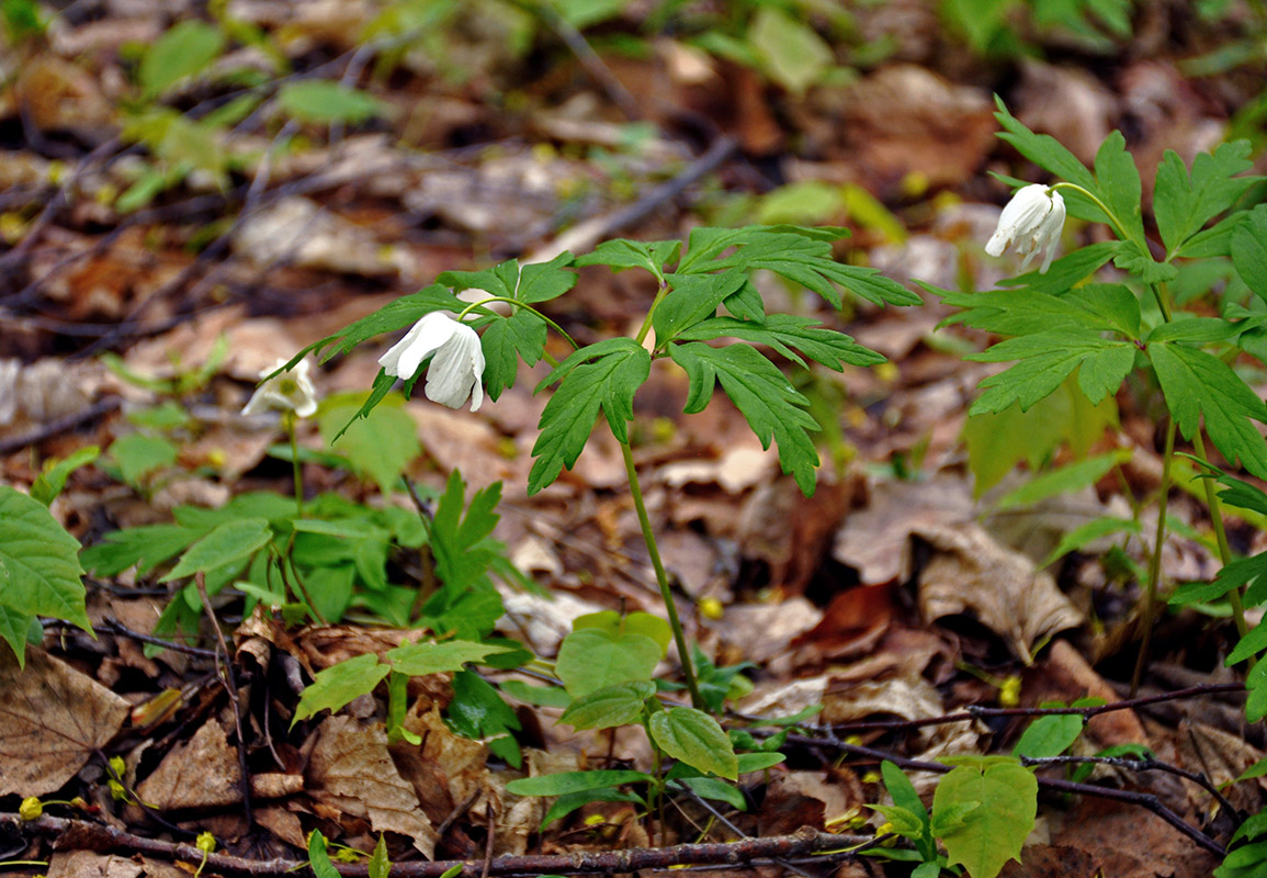 Изображение особи Anemone nemorosa.