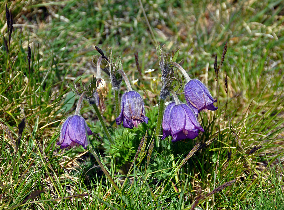 Изображение особи Pulsatilla regeliana.