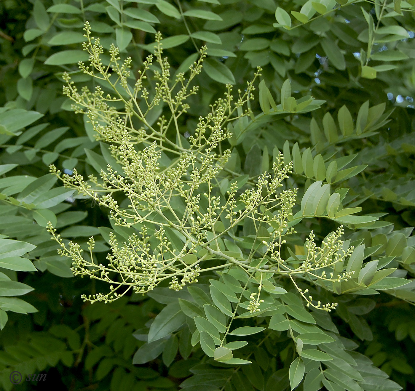 Image of Styphnolobium japonicum specimen.