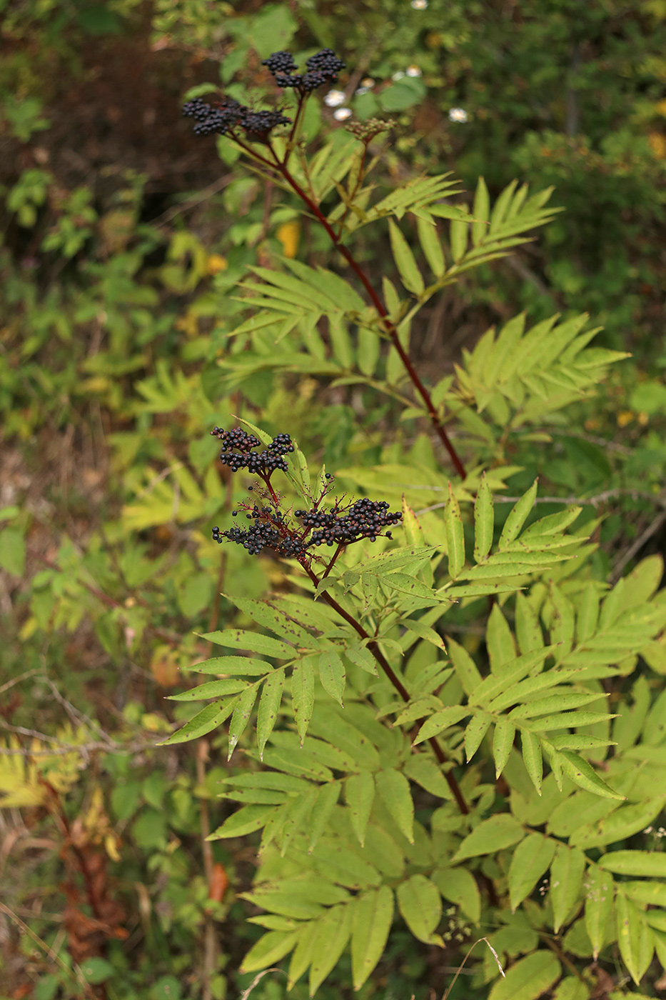 Изображение особи Sambucus ebulus.