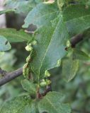 Prunus cerasifera. Лист с галлами Cacopsylla pruni. Кабардино-Балкария, Эльбрусский р-н, окр. с. Нейтрино, ок. 1800 м н.у.м., склон. 09.07.2020.. Кабардино-Балкария, Эльбрусский р-н, окр. г. Тырныауз, ок. 1300 м н.у.м., каменистый склон. 05.07.2019.