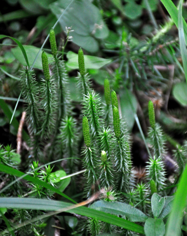 Изображение особи Lycopodium annotinum.