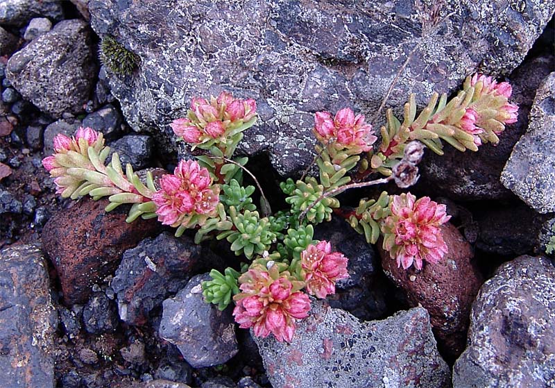 Image of Sedum tenellum specimen.