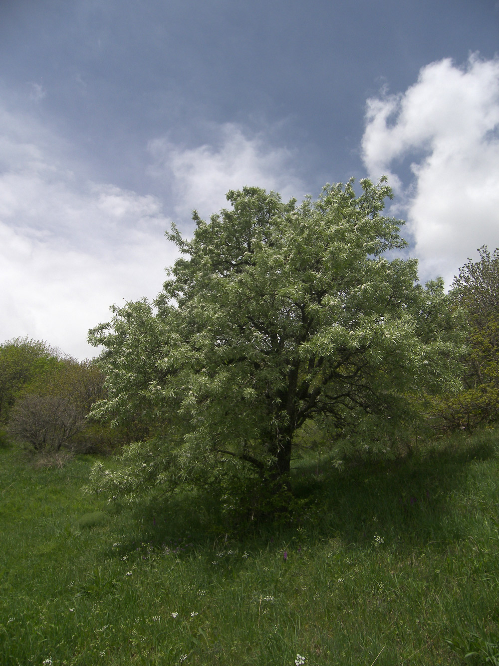 Изображение особи Pyrus hajastana.