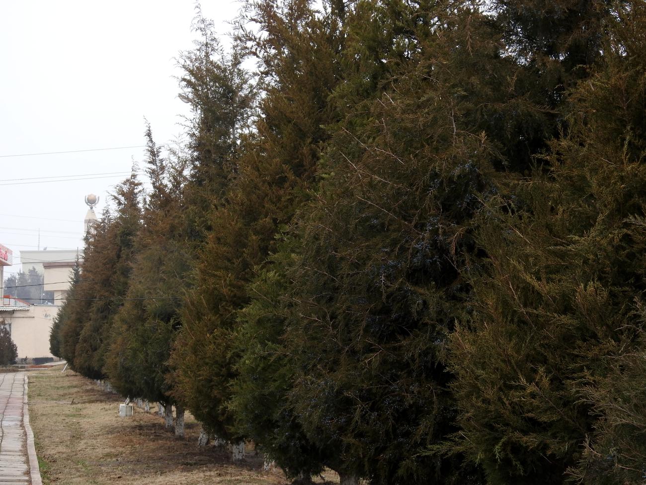 Image of Juniperus virginiana specimen.