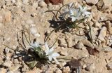 Ornithogalum trichophyllum