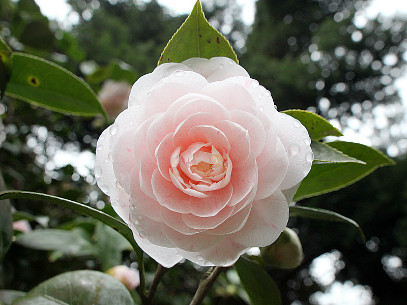 Изображение особи Camellia japonica.