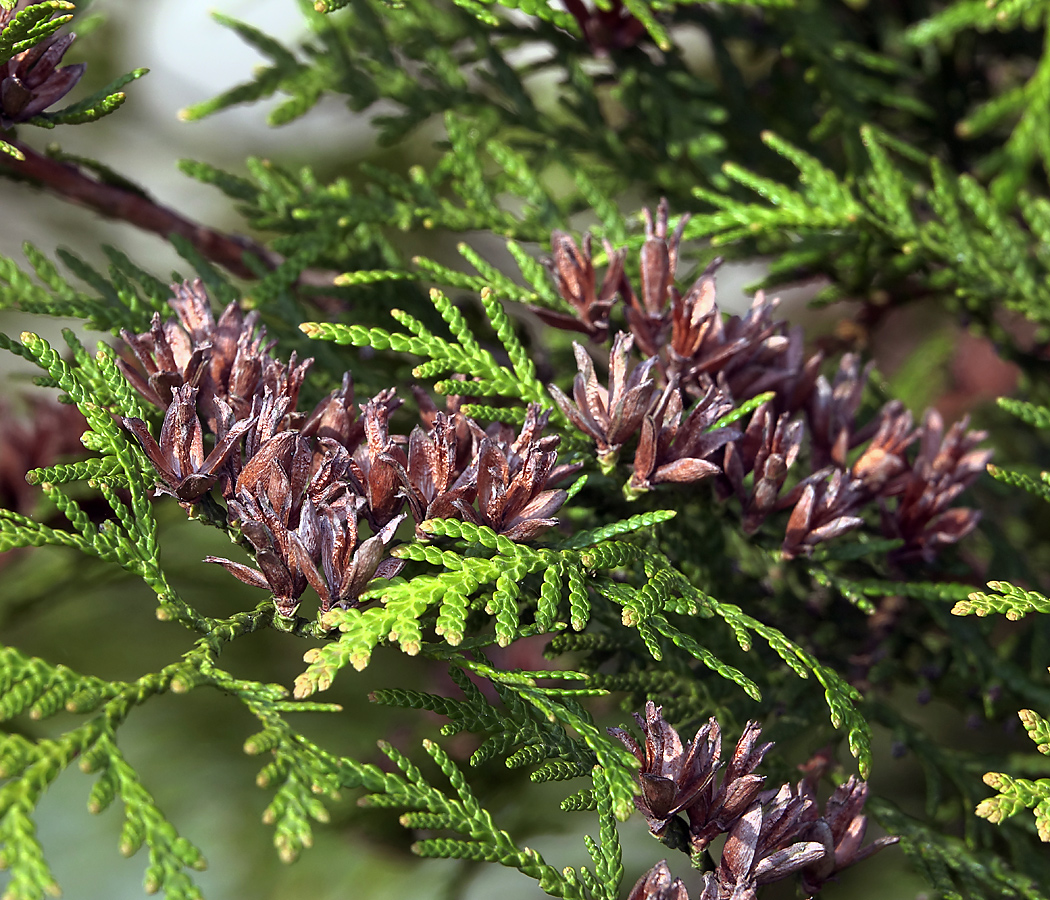 Изображение особи Thuja occidentalis.