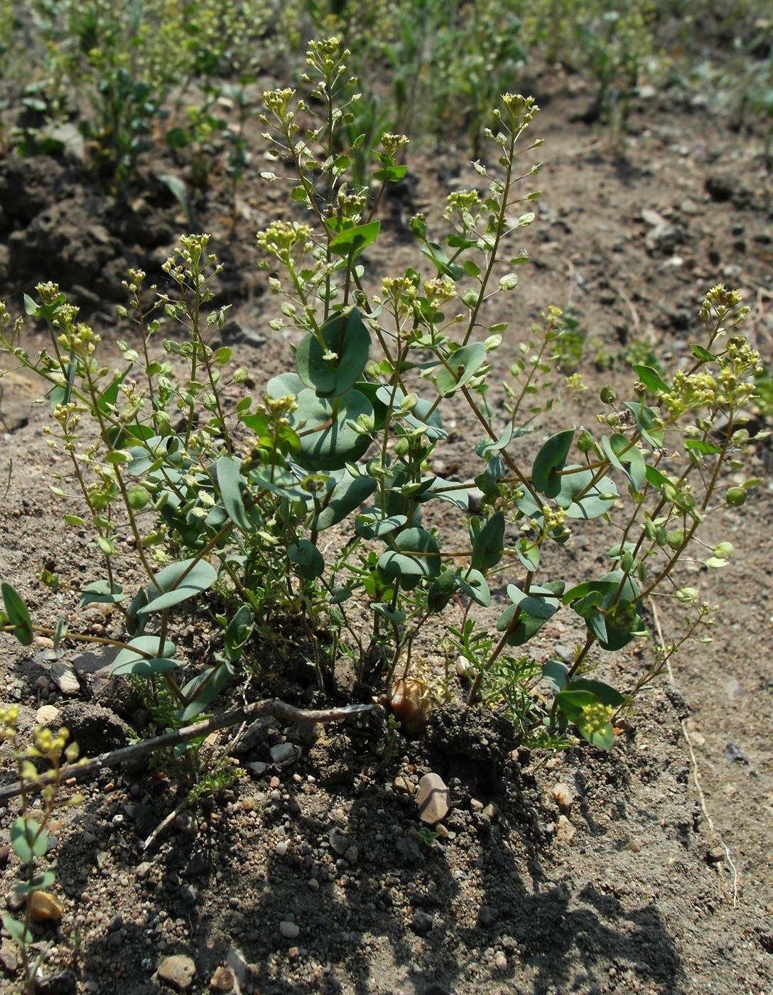 Image of Lepidium perfoliatum specimen.