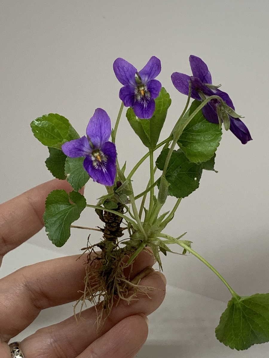 Image of Viola suavis specimen.