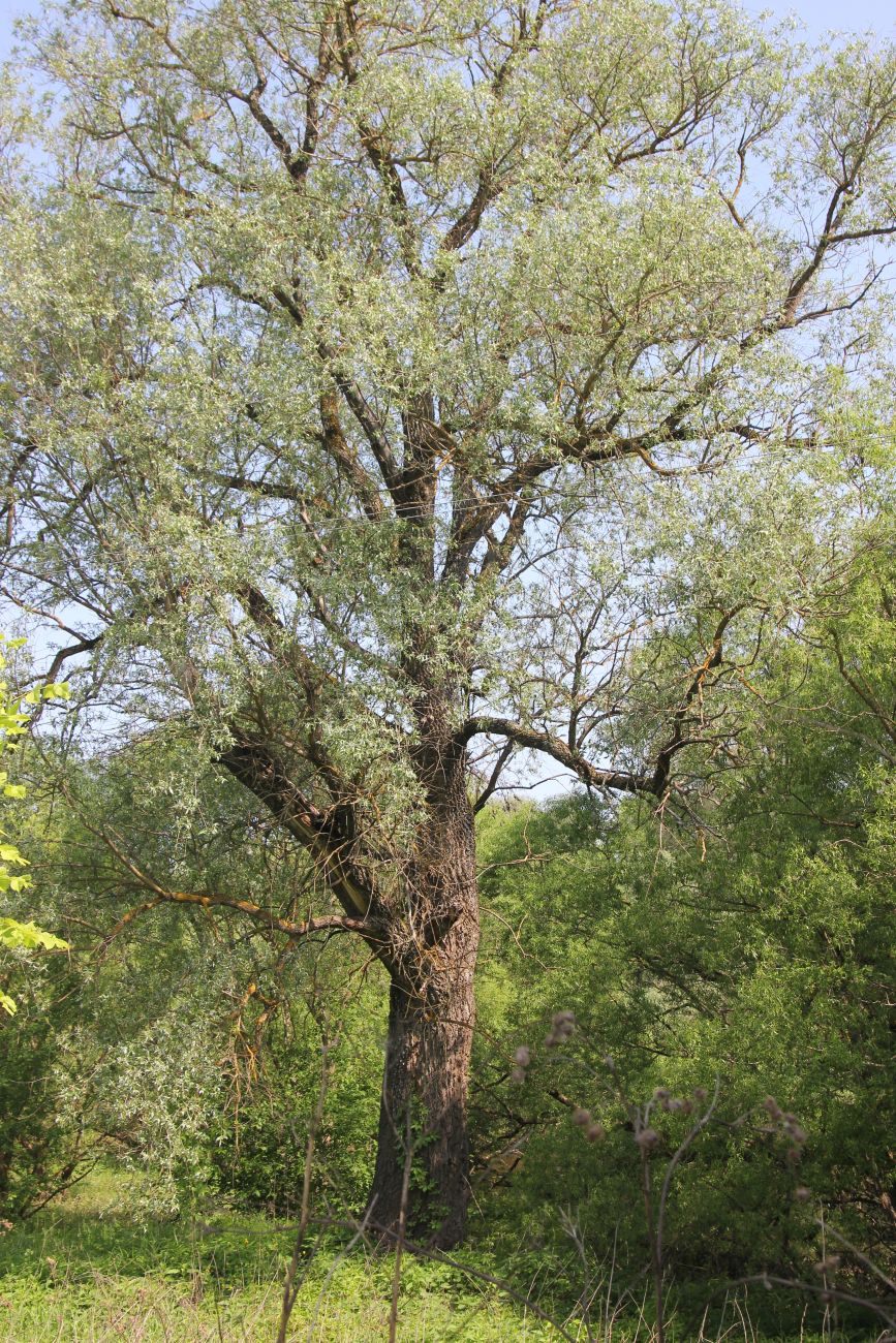 Image of Salix alba specimen.